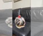 Small Photo #1 Cock-A-Tzu Puppy For Sale in WOBURN, MA, USA