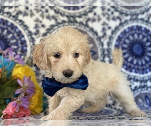 Medium Photo #1 Goldendoodle (Miniature) Puppy For Sale in LANCASTER, PA, USA