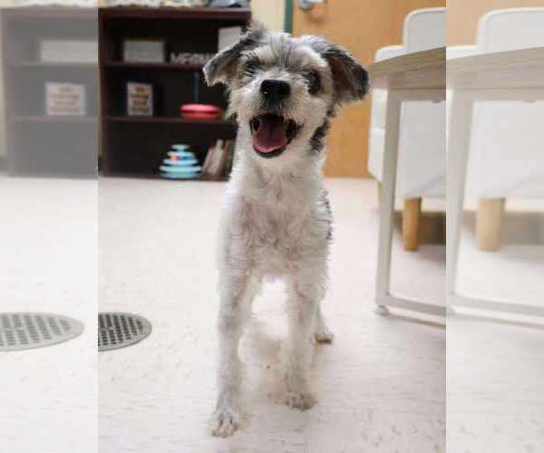 Medium Photo #2 Mutt Puppy For Sale in Princeton, MN, USA