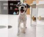 Small #1 Mutt