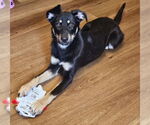 Small #3 Mutt