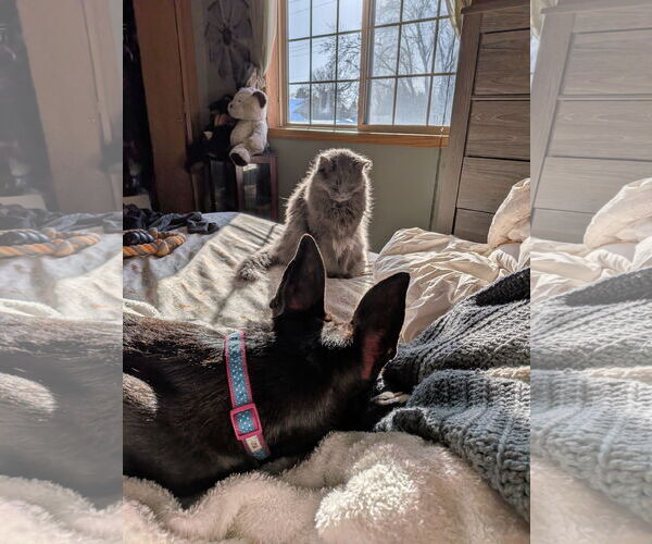 Medium Photo #7 Mutt Puppy For Sale in Minneapolis, MN, USA