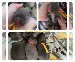 French Bulldog Puppy for sale in WISCONSIN RAPIDS, WI, USA