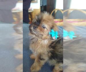 Shiranian Puppy for sale in BATTLE CREEK, MI, USA