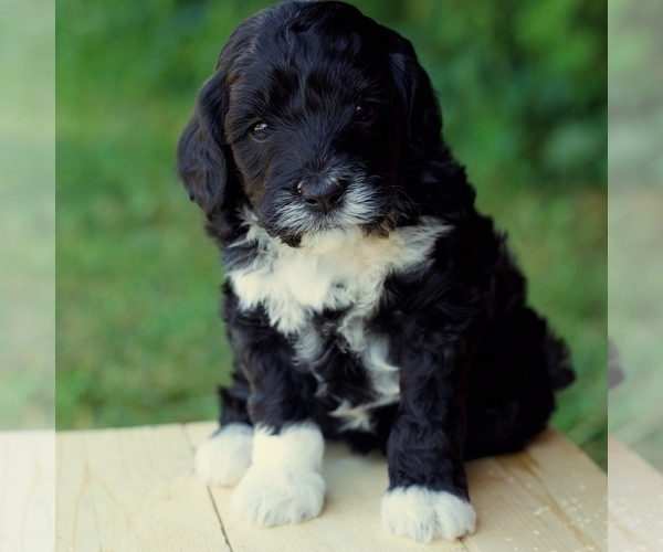 Medium Photo #1 Saint Berdoodle Puppy For Sale in WEST SALEM, OH, USA