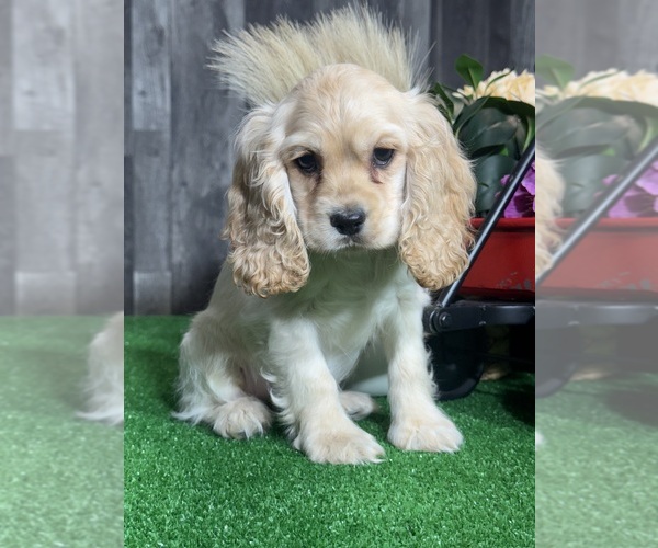 Medium Photo #5 Cocker Spaniel Puppy For Sale in CANOGA, NY, USA