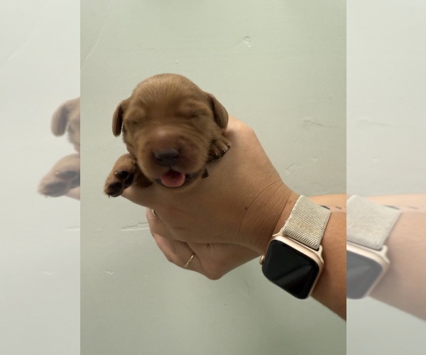 Medium Photo #2 Golden Retriever Puppy For Sale in SHINGLE SPRINGS, CA, USA