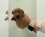 Small #1 Golden Retriever