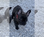 Small Photo #10 French Bulldog Puppy For Sale in MADISON, OH, USA