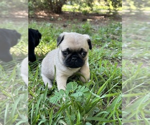 Pug Puppy for sale in GARRISON, TX, USA