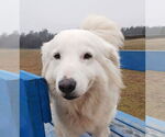 Small #3 Great Pyrenees Mix