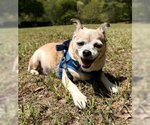 Small #1 Chihuahua