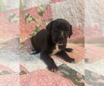 Puppy Black Female 1 Great Dane