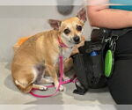 Small #2 Chiweenie