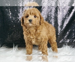 Medium Maltipoo