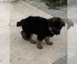 Small Photo #9 German Shepherd Dog Puppy For Sale in NORTHRIDGE, CA, USA