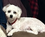 Small Photo #1 Zuchon Puppy For Sale in RICHLANDS, NC, USA