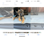 Small #10 German Shepherd Dog