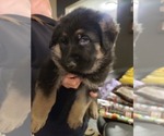Small Photo #4 German Shepherd Dog Puppy For Sale in AURORA, CO, USA