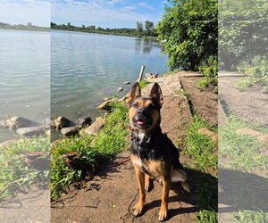 American Pit Bull Terrier-German Shepherd Dog Mix Dogs for adoption in Techny, IL, USA