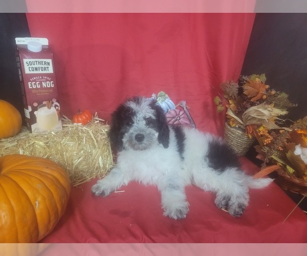 Medium Photo #7 Bernedoodle-Poodle (Toy) Mix Puppy For Sale in BLACK FOREST, CO, USA