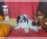 Small Photo #7 Bernedoodle-Poodle (Toy) Mix Puppy For Sale in BLACK FOREST, CO, USA