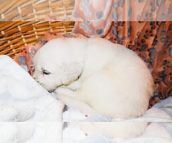 Medium Photo #5 English Cream Golden Retriever Puppy For Sale in LANCASTER, WI, USA