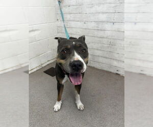 Medium American Pit Bull Terrier