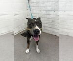 Small American Pit Bull Terrier