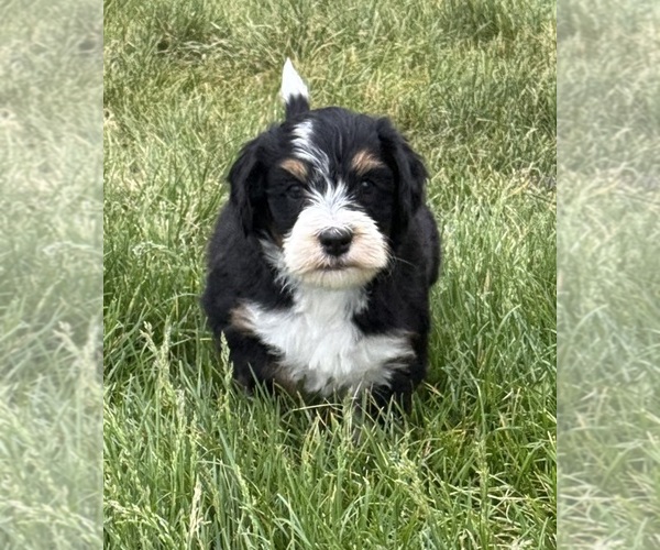 Medium Photo #6 Bernedoodle Puppy For Sale in LONGMONT, CO, USA
