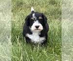 Small #5 Bernedoodle