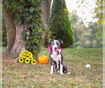 Small #3 Mutt