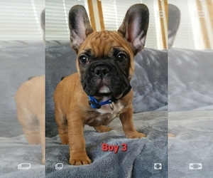 French Bulldog Puppy for sale in LOCKPORT, IL, USA