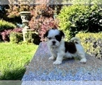 Puppy 2 Shih Tzu