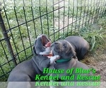 Small Photo #16 American Pit Bull Terrier Puppy For Sale in DELAWARE, OH, USA