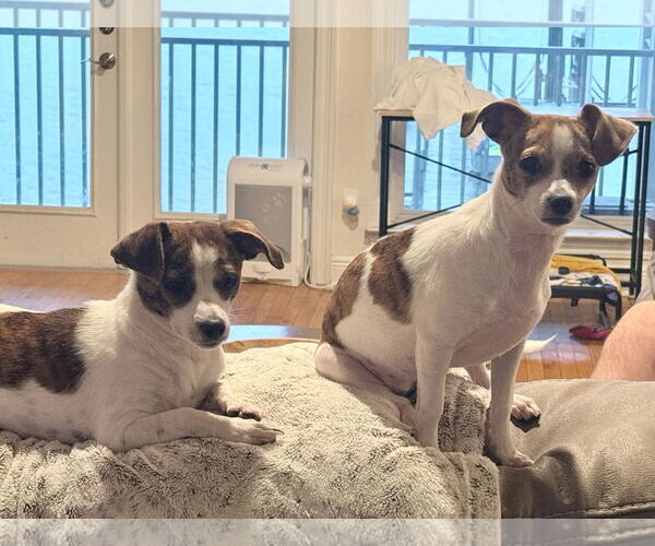 Medium Photo #4 Jack Chi Puppy For Sale in Oakhurst, NJ, USA