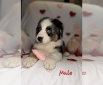 Small #15 Australian Shepherd