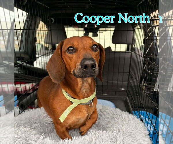 Medium Photo #8 Dachshund Puppy For Sale in San Antonio, TX, USA