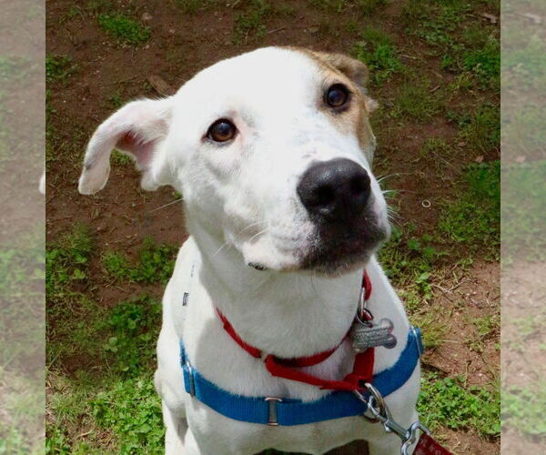 Medium Photo #10 Mutt Puppy For Sale in Canton, CT, USA