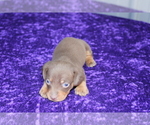 Small Photo #13 Dachshund Puppy For Sale in BLOOMINGTON, IN, USA
