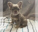 Small #13 French Bulldog