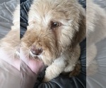Small Photo #5 Goldendoodle Puppy For Sale in WAKE FOREST, NC, USA