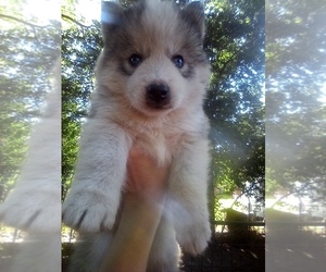 Siberian Husky Puppy for sale in FLORENCE, SC, USA