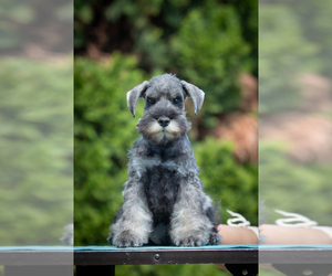 Schnauzer (Miniature) Puppy for sale in Nagycserkesz, Szabolcs-Szatmar-Bereg, Hungary