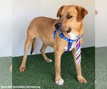 Small #8 Rhodesian Ridgeback Mix