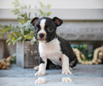 Small #1 Boston Terrier