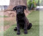 Small #3 Labrador Retriever Mix