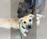 Small #12 Labrador Retriever Mix