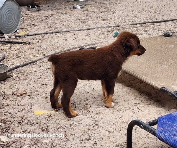 Medium Photo #4 Australian Shepherd Puppy For Sale in FLORESVILLE, TX, USA