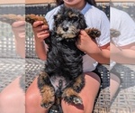 Small #2 Bernedoodle (Miniature)